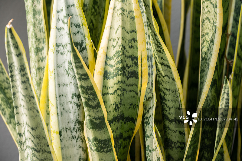 虎尾兰叶子纹理背景特写。虎尾兰以其去除空气中毒素和污染物而闻名。图片素材