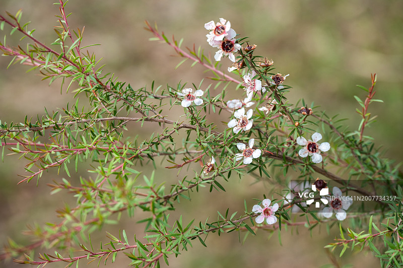 盛开着可爱花朵的麦卢卡树。麦卢卡花提供花蜜，从而制成麦卢卡蜂蜜。图片素材