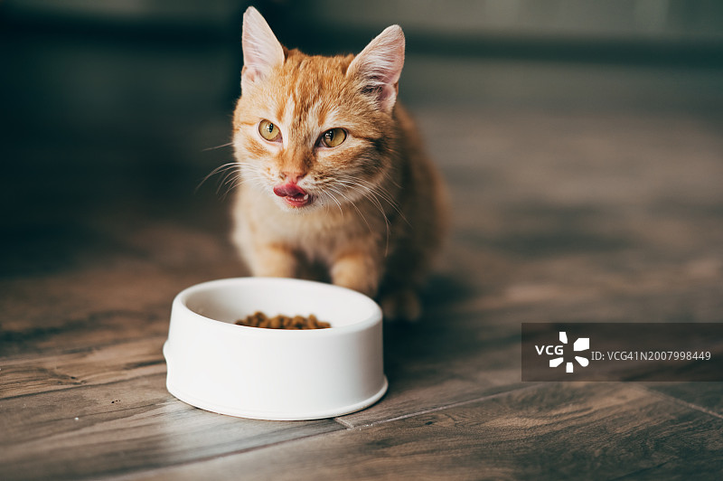 猫在碗里吃东西图片素材