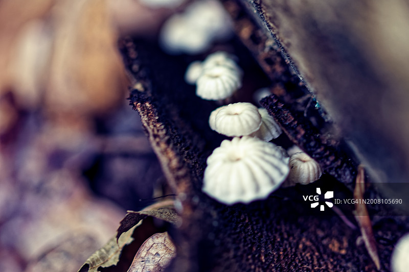 贝壳特写图片素材