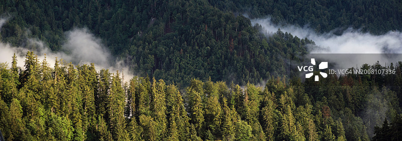 森林中的松树全景图片素材