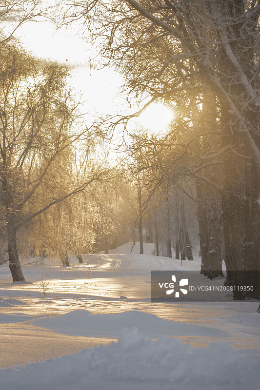 白雪覆盖的田野上的树木映衬着天空图片素材