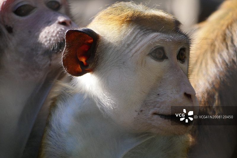 猴子特写，日本图片素材