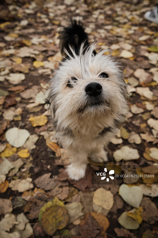 贝尔格莱德田野上的梗犬俯视角度照片，塞尔维亚图片素材