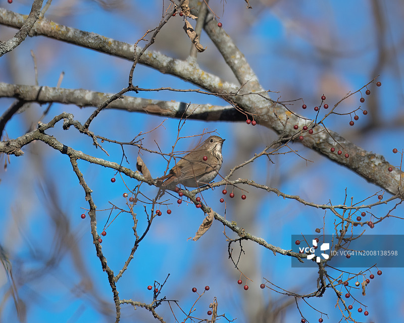 低角度拍摄栖息在树上的歌鸫，俄克拉荷马州，美国图片素材