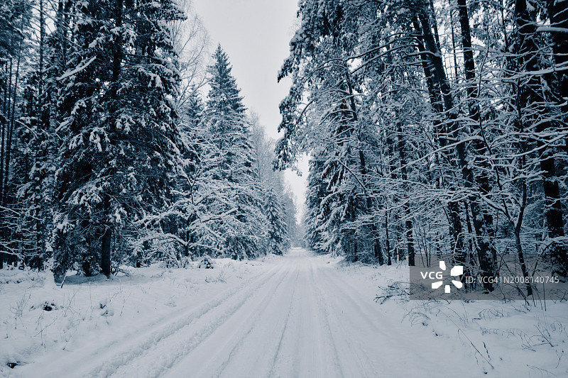 立陶宛：冬季森林中空旷的道路，树木林立图片素材