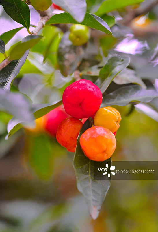 树上生长的浆果特写图片素材