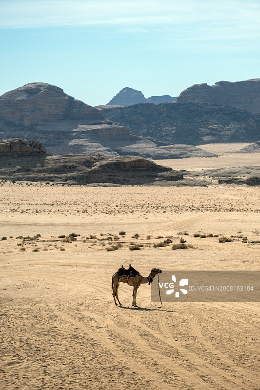 沙漠中行走的单峰骆驼的侧面图图片素材