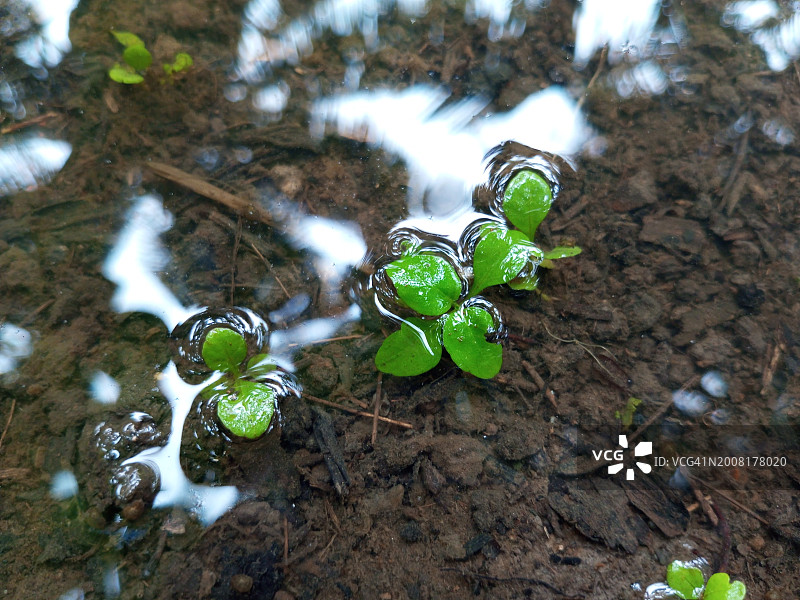 田野中生长的植物高角度视图图片素材