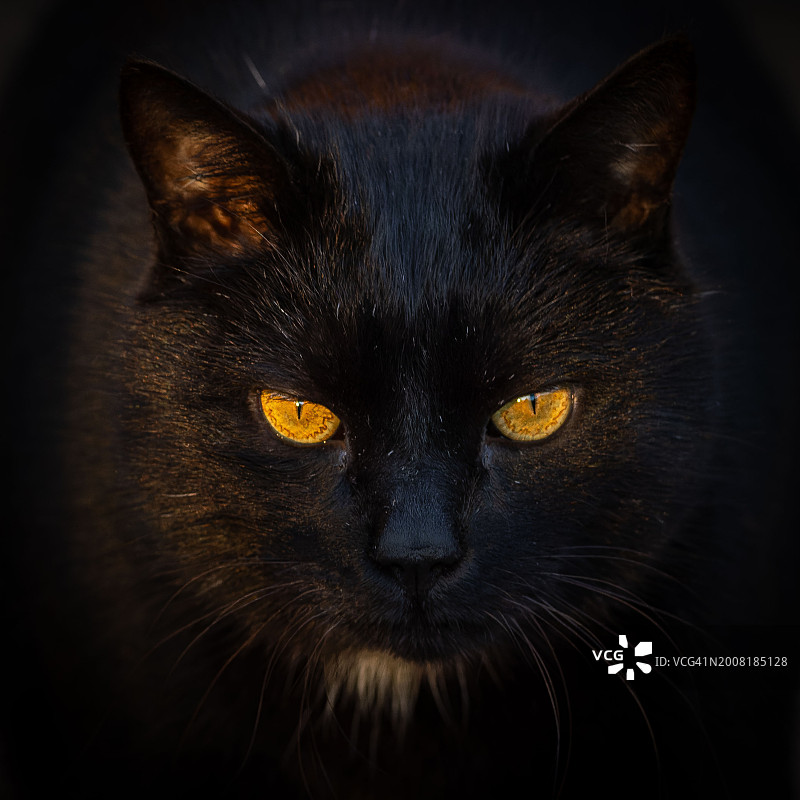 黑色背景下的黑猫特写图片素材