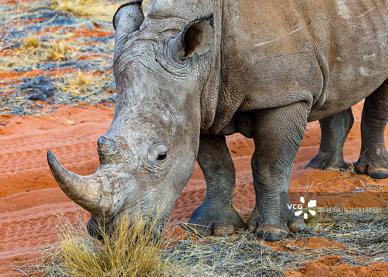 犀牛特写图片素材