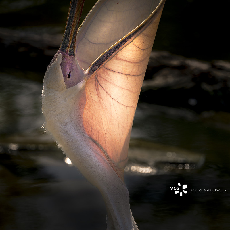 湖中火烈鸟特写图片素材