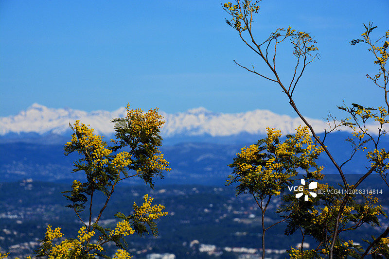法国的含羞草和雪景图片素材