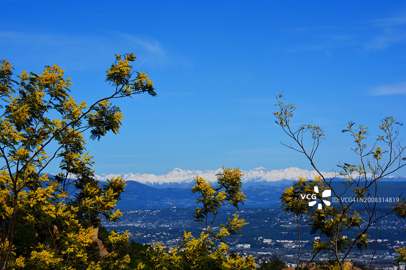 法国的含羞草和雪景图片素材
