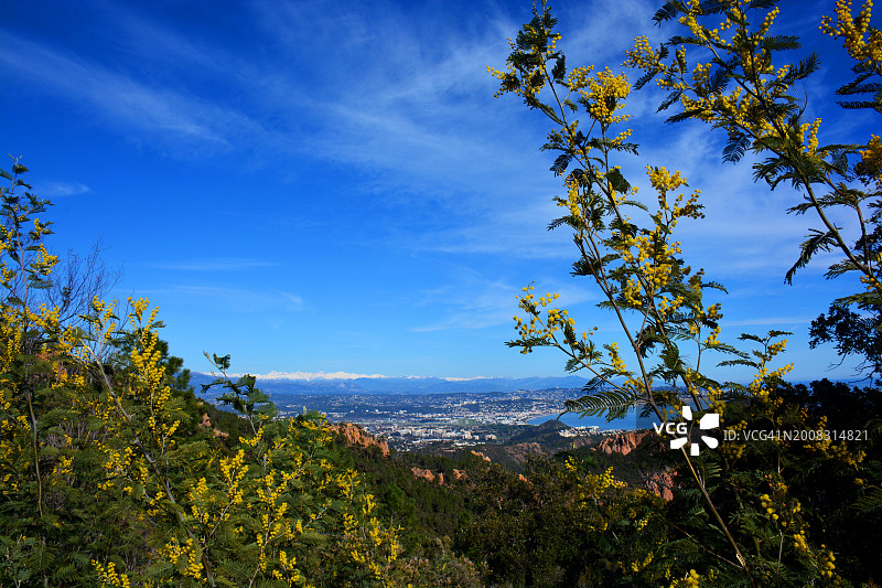 法国的含羞草和雪景图片素材