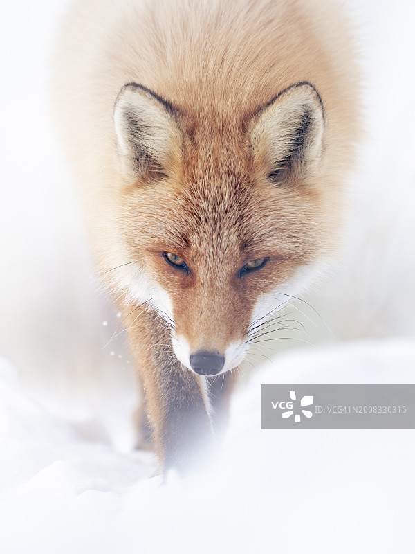 雪地上的红狐特写图片素材