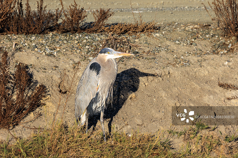 美国加利福尼亚州森尼韦尔市的苍鹭栖息在沙滩上的高角度视图图片素材