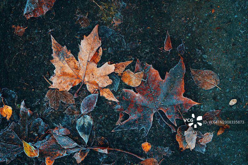 高角度视角下的道路上的枫叶图片素材