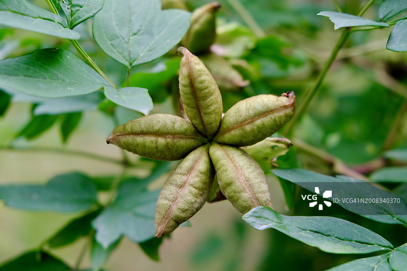 植物上的绿叶特写图片素材