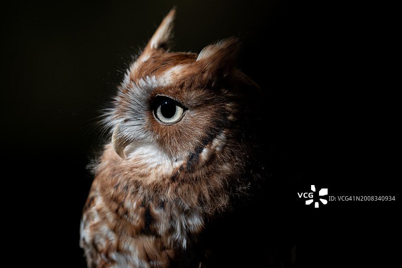 美国恩格尔伍德雕鸮黑色背景特写图片素材