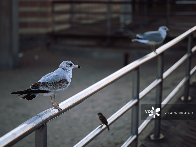 科尼岛栏杆上栖息的海鸥特写，美国纽约图片素材