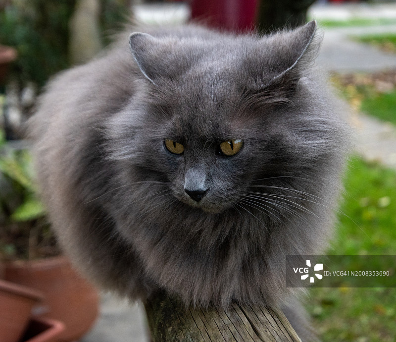 黑猫特写肖像图片素材