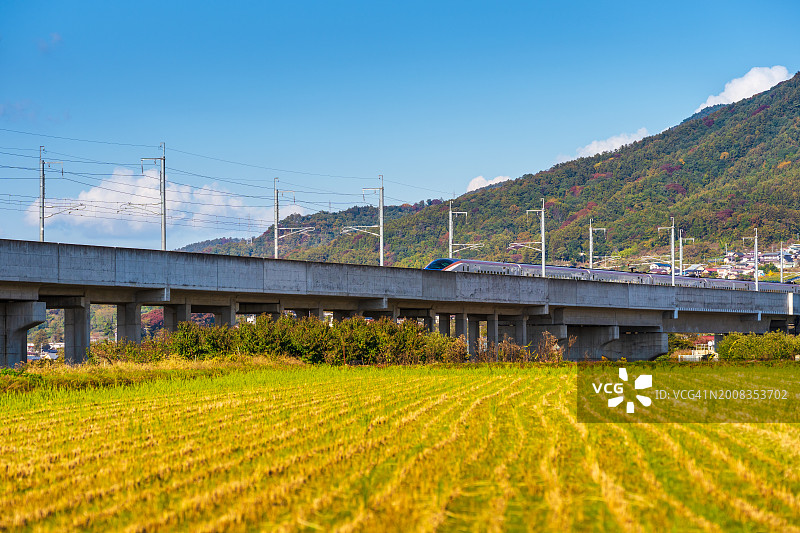 新干线列车行驶在长野市稻田间的高架铁路上图片素材