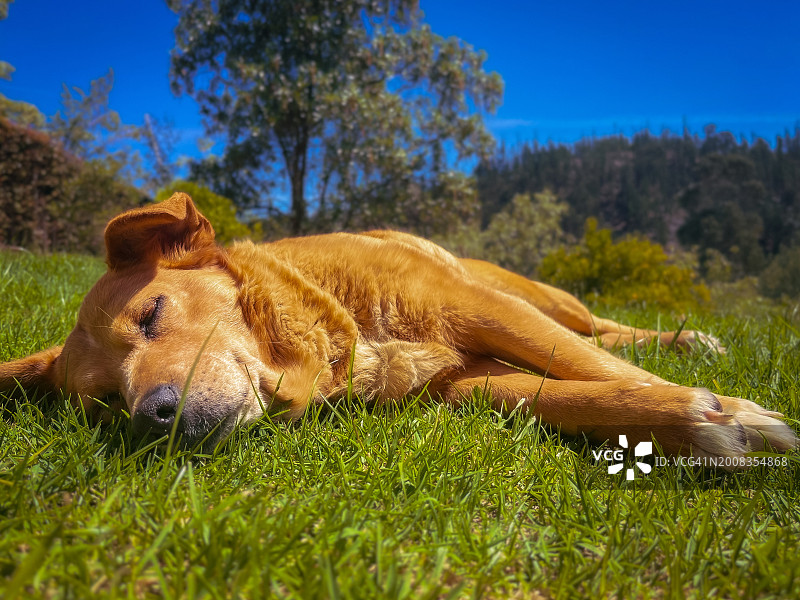 躺在草地上的狗的特写，昆迪纳马卡，哥伦比亚图片素材
