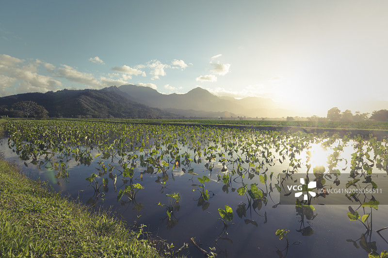 夏威夷农业，可爱岛，夏威夷群岛图片素材