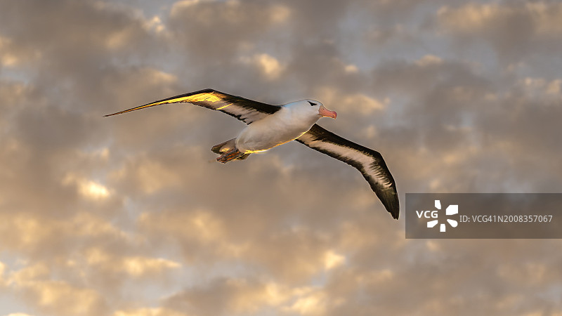 仰视角度拍摄的在多云天空飞翔的海水信天翁图片素材