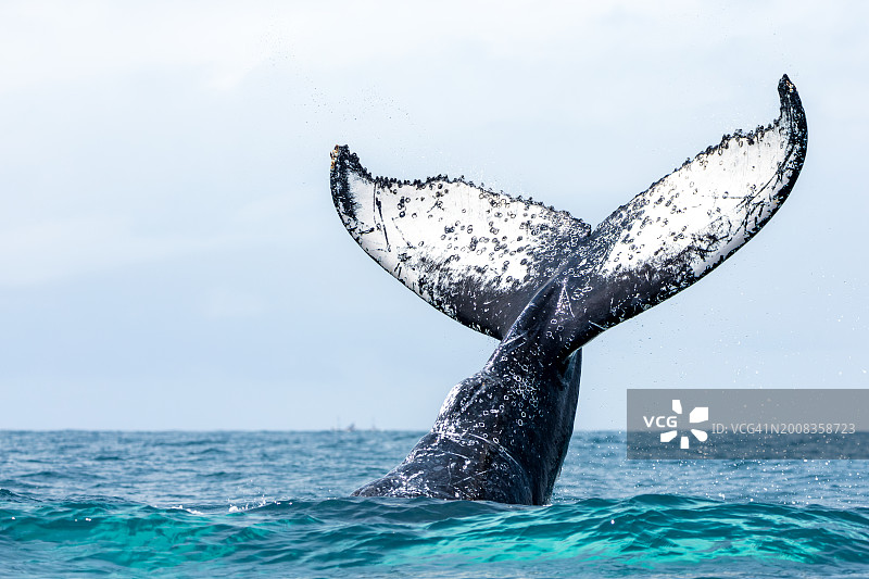 座头南露脊鲸在海中畅游的特写图片素材