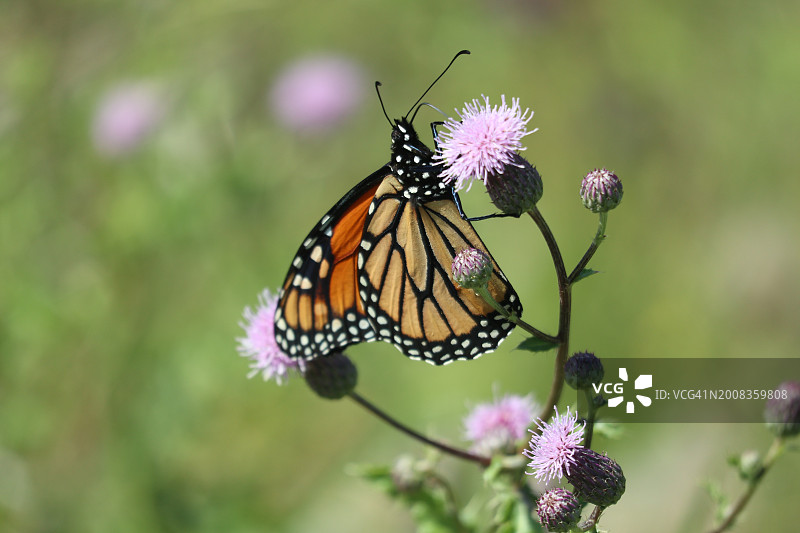 加拿**大**渥太华：蝴蝶在紫色花朵上采蜜特写图片素材
