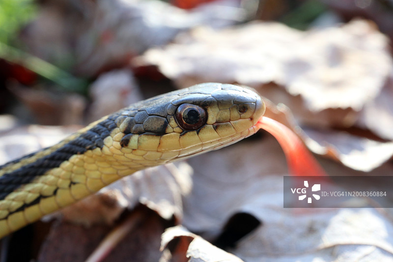 加拿大安大略省，田野上的普通袜带蛇特写图片素材
