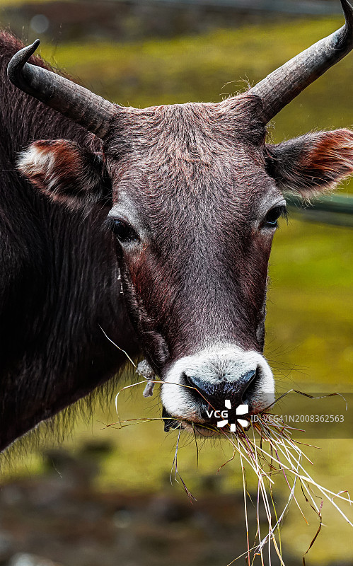 水牛特写肖像，中国西藏图片素材