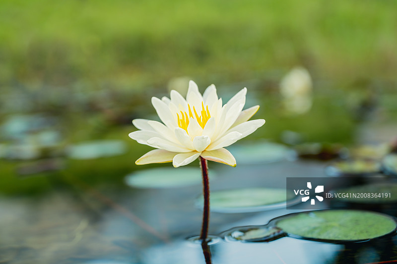 中国湖泊中的白色睡莲特写图片素材