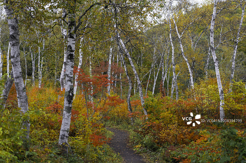 日本长野县志贺高原的秋景图片素材