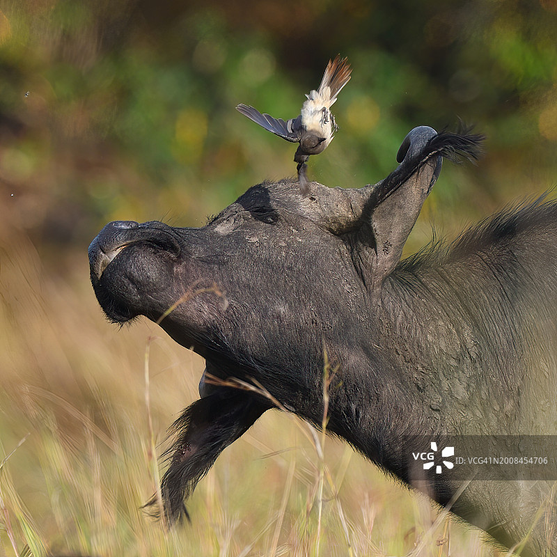 栖息在水牛头上的鸟类特写图片素材