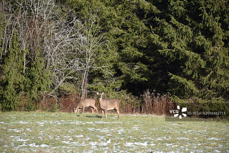 田野上吃草的鹿的高角度景观图片素材