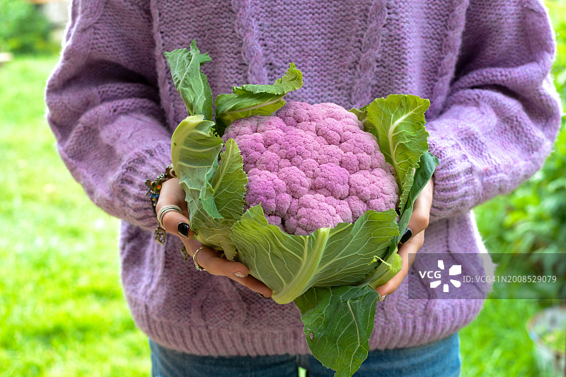 从花园到餐桌图片素材