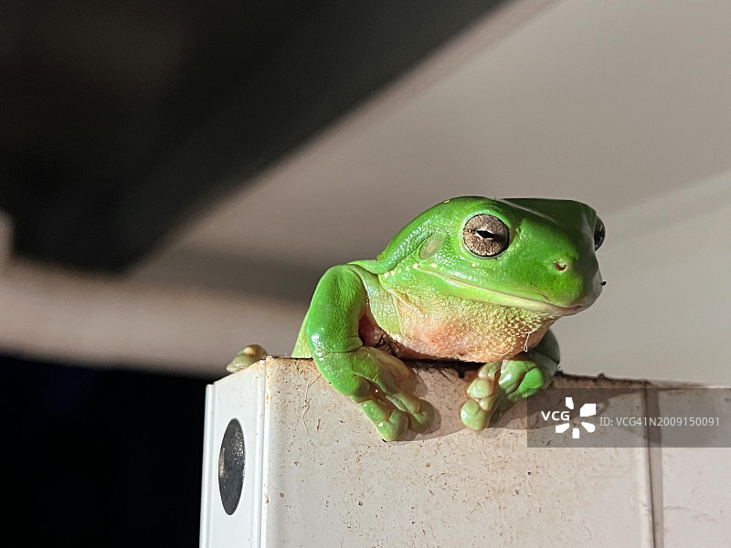 房屋门上的澳大利亚绿树蛙图片素材