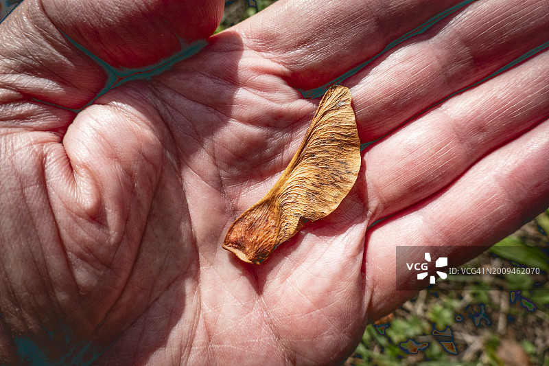 手持枫树种子图片素材