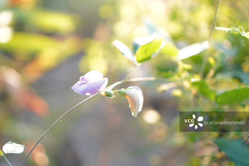 豆类蔬菜与紫色花朵自然背景图片素材