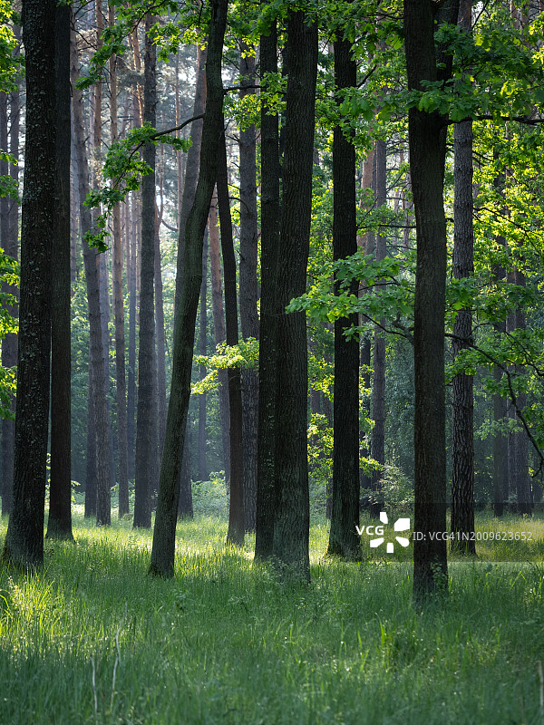 春日森林阳光：树木间的新绿图片素材