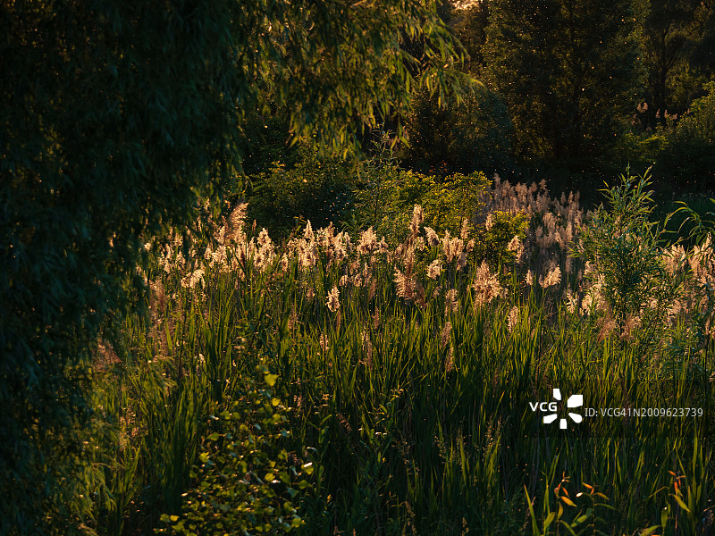 夏季风景：夕阳下的芦苇图片素材