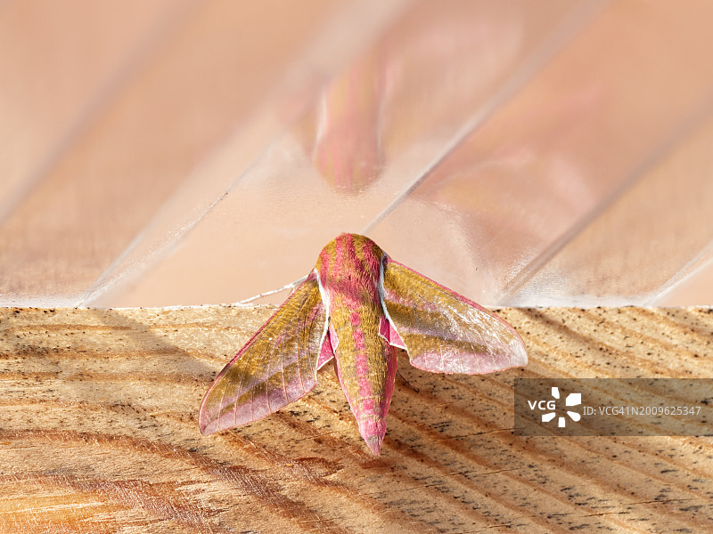 Deilephila elpenor，天蛾或大天蛾图片素材