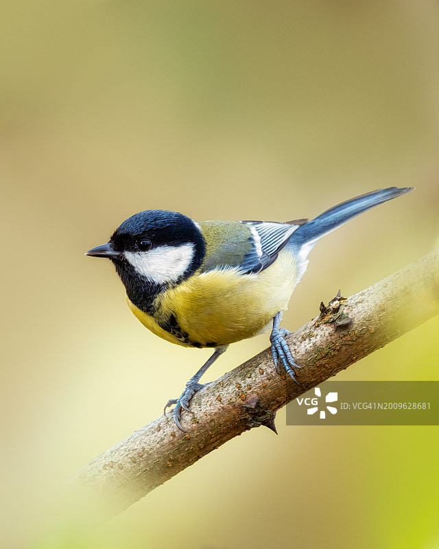大山雀栖息在树枝上的特写图片素材