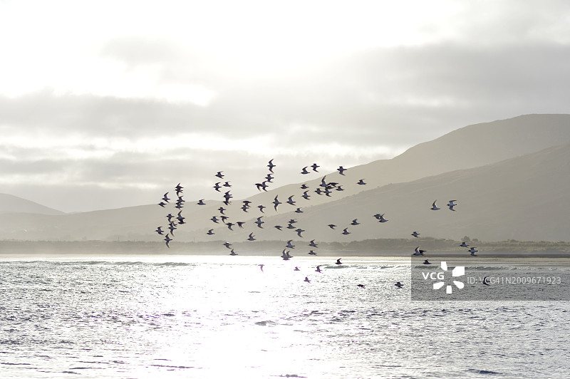 海鸟飞过海滩图片素材