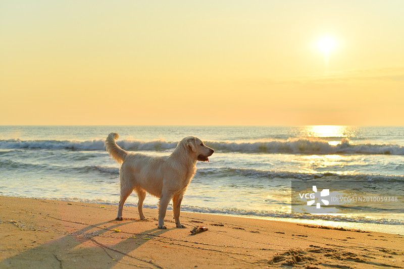 日出时分站在海滩上的狗图片素材