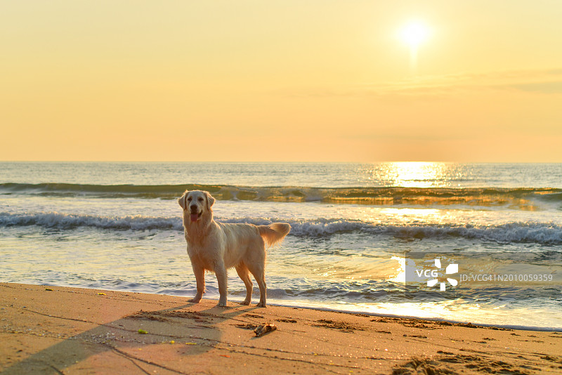 日出时分站在海滩上的狗图片素材