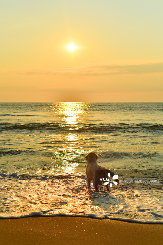 狗狗站在海滩上看日出图片素材